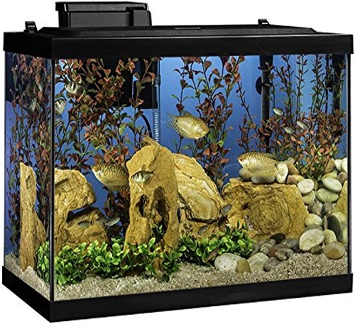 The 5 Best Fish Tank Reviews and Tested 2024 5
fish tank
10 gallon fish tank
20 gallon fish tank
betta fish tank
5 gallon fish tank
75 gallon fish tank
55 gallon fish tank
30 gallon fish tank
fish tank stand
100 gallon fish tank
50 gallon fish tank
fish tank filter
40 gallon fish tank
fish tank decorations
small fish tank
saltwater fish tank
fish tank heater
how to clean a fish tank
lego fish tank
why is my fish tank cloudy
brown algae in fish tank
fish tank near me
how to clean a fish tank
why is my fish tank cloudy
how to clean fish tan
how many fish in a 10 gallon tank
how to cycle a fish tank
how to lower nitrates in fish tank
how to get rid of algae in fish tank
how many fish in a 20 gallon tank
how to lower nitrites in fish tank
how to set up a fish tank
How much would a fish tank cost?
Is it fish tank or fishtank?
Does it cost a lot to run a fish tank?
How many fish can be in a 20 gallon tank?
10 gallon fish tank
20 gallon fish tank
5 gallon fish tank
75 gallon fish tank
fish tank live
100 gallon fish tank
40 gallon fish tank
fish tank stand
125 gallon fish tank
fish tank filter
100 gal fish tank
fish tank 10 gallon
saltwater fish tank
small fish tank
150 gallon fish tank
20 gallons fish tank
75 gal fish tank
75 gallon fish tank and stand
75 gallon fish tank stand
fish tank 20 gallon
fish tank 50 gallons
fish tank saltwater
10 gallon fish tanks
fish tank 30 gallon
fish tank 55 gal
fish tank 75 gallon
fish tank heater
fish tank st louis
fish tank with stand
10 gallon fish tank stand
120 gallon fish tank
15 gallon fish tank
20 gallon fish tank stand
5 gal fish tank
75 gallon fish tank with stand
air pump for fish tank
aquarium fish tank stand
fish tank 40 gallon
tank for fighter fish
walmart fish tanks
10 gallon fish tank dimensions
10gallon fish tank
125 gal fish tank
29 gallon fish tank
40 gallon fish tank stand
bass pro shops fish tank
fish tank 100 gallon
fish tank 150 gallon
fish tank 30 gal
fish tank 5 gallon
fish tank table
20 gallon fish tank and stand
20gal fish tank
60 gallon fish tank
75 gallon fish tank aquarium
aquarium fish tank decorations
brown algae in fish tank
fish tank 50 gallon
fish tank background