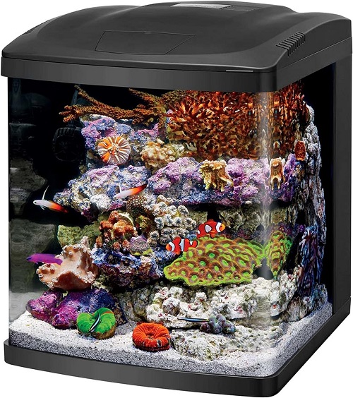 The 5 Best Fish Tank Reviews and Tested 2024 4
fish tank
10 gallon fish tank
20 gallon fish tank
betta fish tank
5 gallon fish tank
75 gallon fish tank
55 gallon fish tank
30 gallon fish tank
fish tank stand
100 gallon fish tank
50 gallon fish tank
fish tank filter
40 gallon fish tank
fish tank decorations
small fish tank
saltwater fish tank
fish tank heater
how to clean a fish tank
lego fish tank
why is my fish tank cloudy
brown algae in fish tank
fish tank near me
how to clean a fish tank
why is my fish tank cloudy
how to clean fish tan
how many fish in a 10 gallon tank
how to cycle a fish tank
how to lower nitrates in fish tank
how to get rid of algae in fish tank
how many fish in a 20 gallon tank
how to lower nitrites in fish tank
how to set up a fish tank
How much would a fish tank cost?
Is it fish tank or fishtank?
Does it cost a lot to run a fish tank?
How many fish can be in a 20 gallon tank?
10 gallon fish tank
20 gallon fish tank
5 gallon fish tank
75 gallon fish tank
fish tank live
100 gallon fish tank
40 gallon fish tank
fish tank stand
125 gallon fish tank
fish tank filter
100 gal fish tank
fish tank 10 gallon
saltwater fish tank
small fish tank
150 gallon fish tank
20 gallons fish tank
75 gal fish tank
75 gallon fish tank and stand
75 gallon fish tank stand
fish tank 20 gallon
fish tank 50 gallons
fish tank saltwater
10 gallon fish tanks
fish tank 30 gallon
fish tank 55 gal
fish tank 75 gallon
fish tank heater
fish tank st louis
fish tank with stand
10 gallon fish tank stand
120 gallon fish tank
15 gallon fish tank
20 gallon fish tank stand
5 gal fish tank
75 gallon fish tank with stand
air pump for fish tank
aquarium fish tank stand
fish tank 40 gallon
tank for fighter fish
walmart fish tanks
10 gallon fish tank dimensions
10gallon fish tank
125 gal fish tank
29 gallon fish tank
40 gallon fish tank stand
bass pro shops fish tank
fish tank 100 gallon
fish tank 150 gallon
fish tank 30 gal
fish tank 5 gallon
fish tank table
20 gallon fish tank and stand
20gal fish tank
60 gallon fish tank
75 gallon fish tank aquarium
aquarium fish tank decorations
brown algae in fish tank
fish tank 50 gallon
fish tank background