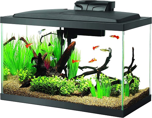 The 5 Best Fish Tank Reviews and Tested 2024 2
fish tank
10 gallon fish tank
20 gallon fish tank
betta fish tank
5 gallon fish tank
75 gallon fish tank
55 gallon fish tank
30 gallon fish tank
fish tank stand
100 gallon fish tank
50 gallon fish tank
fish tank filter
40 gallon fish tank
fish tank decorations
small fish tank
saltwater fish tank
fish tank heater
how to clean a fish tank
lego fish tank
why is my fish tank cloudy
brown algae in fish tank
fish tank near me
how to clean a fish tank
why is my fish tank cloudy
how to clean fish tan
how many fish in a 10 gallon tank
how to cycle a fish tank
how to lower nitrates in fish tank
how to get rid of algae in fish tank
how many fish in a 20 gallon tank
how to lower nitrites in fish tank
how to set up a fish tank
How much would a fish tank cost?
Is it fish tank or fishtank?
Does it cost a lot to run a fish tank?
How many fish can be in a 20 gallon tank?
10 gallon fish tank
20 gallon fish tank
5 gallon fish tank
75 gallon fish tank
fish tank live
100 gallon fish tank
40 gallon fish tank
fish tank stand
125 gallon fish tank
fish tank filter
100 gal fish tank
fish tank 10 gallon
saltwater fish tank
small fish tank
150 gallon fish tank
20 gallons fish tank
75 gal fish tank
75 gallon fish tank and stand
75 gallon fish tank stand
fish tank 20 gallon
fish tank 50 gallons
fish tank saltwater
10 gallon fish tanks
fish tank 30 gallon
fish tank 55 gal
fish tank 75 gallon
fish tank heater
fish tank st louis
fish tank with stand
10 gallon fish tank stand
120 gallon fish tank
15 gallon fish tank
20 gallon fish tank stand
5 gal fish tank
75 gallon fish tank with stand
air pump for fish tank
aquarium fish tank stand
fish tank 40 gallon
tank for fighter fish
walmart fish tanks
10 gallon fish tank dimensions
10gallon fish tank
125 gal fish tank
29 gallon fish tank
40 gallon fish tank stand
bass pro shops fish tank
fish tank 100 gallon
fish tank 150 gallon
fish tank 30 gal
fish tank 5 gallon
fish tank table
20 gallon fish tank and stand
20gal fish tank
60 gallon fish tank
75 gallon fish tank aquarium
aquarium fish tank decorations
brown algae in fish tank
fish tank 50 gallon
fish tank background